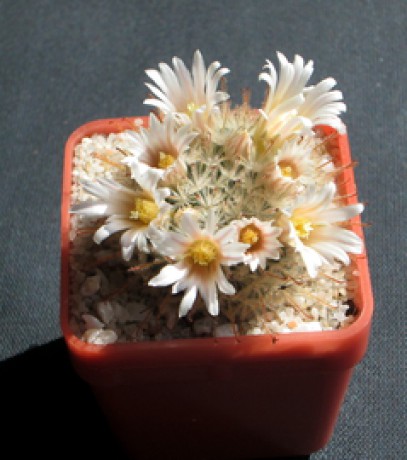 81 - Mammillaria pennispinosa - 07