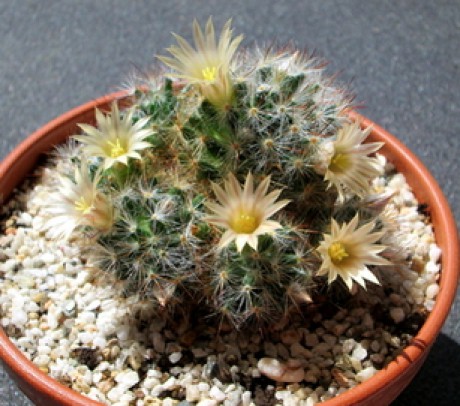 01 - Mammillaria prolifera  - 06