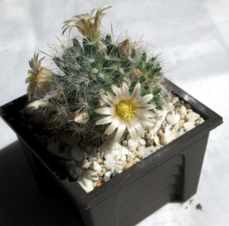 16 - Mammillaria prolifera  - 13