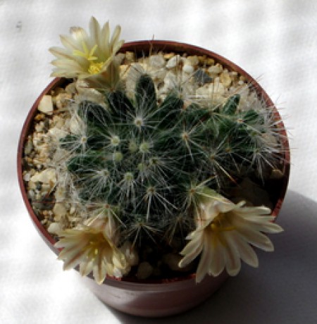 23 - Mammillaria prolifera  - 02