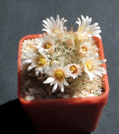 81 - Mammillaria pennispinosa - 07