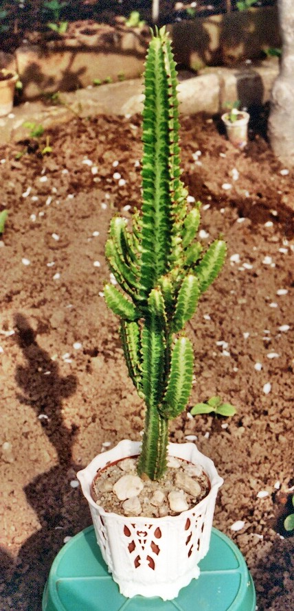 Euphorbia Trigoma
