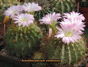 acanthocalycium-violaceum.jpg