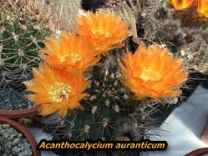 acanthocalycium-auranticum.jpg